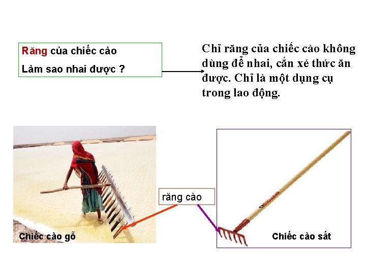 Răng của chiếc cào Làm sao nhai được ? Chỉ răng của chiếc cào Răng của chiếc cào Làm sao nhai được ? Chỉ răng của chiếc cào
