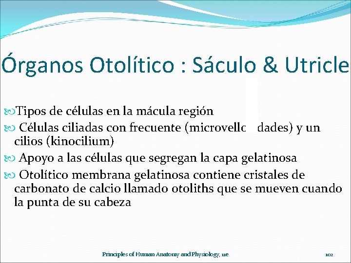 Órganos Otolítico : Sáculo & Utricle Tipos de células en la mácula región Células