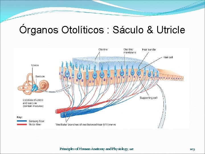 Órganos Otolíticos : Sáculo & Utricle Principles of Human Anatomy and Physiology, 11 e