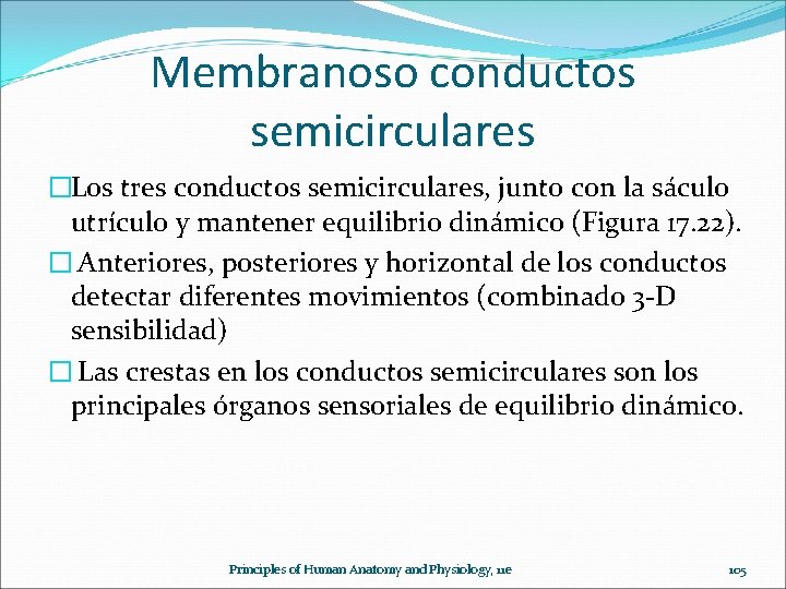 Membranoso conductos semicirculares �Los tres conductos semicirculares, junto con la sáculo utrículo y mantener
