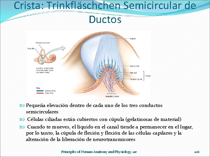 Crista: Trinkfläschchen Semicircular de Ductos Pequeña elevación dentro de cada uno de los tres