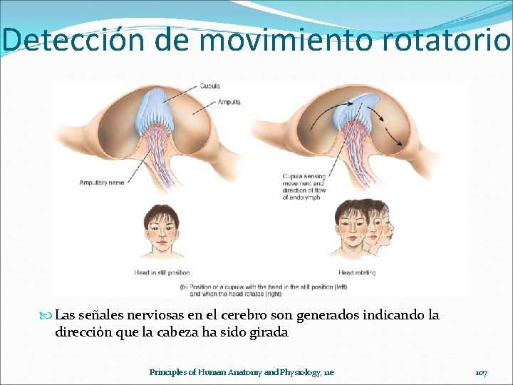 Detección de movimiento rotatorio Las señales nerviosas en el cerebro son generados indicando la
