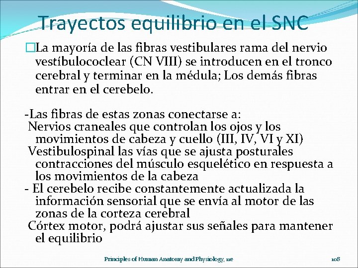 Trayectos equilibrio en el SNC �La mayoría de las fibras vestibulares rama del nervio