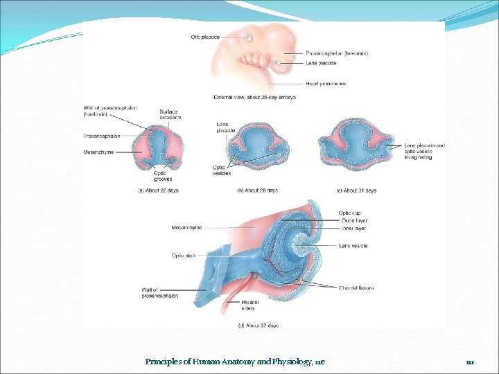 Principles of Human Anatomy and Physiology, 11 e 111 