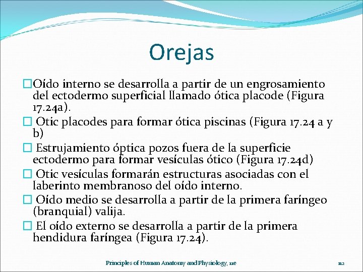 Orejas �Oído interno se desarrolla a partir de un engrosamiento del ectodermo superficial llamado