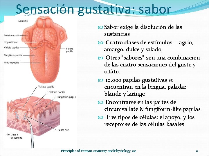 Sensación gustativa: sabor Sabor exige la disolución de las sustancias Cuatro clases de estímulos