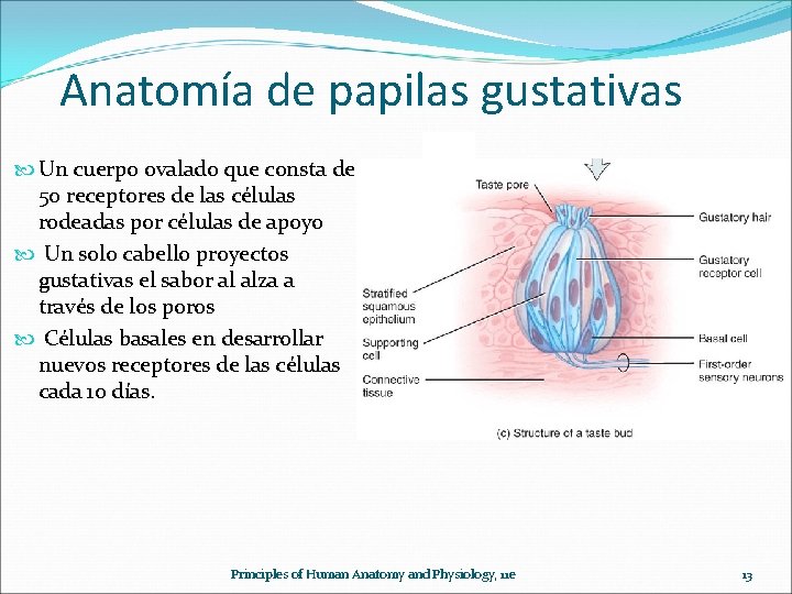 Anatomía de papilas gustativas Un cuerpo ovalado que consta de 50 receptores de las