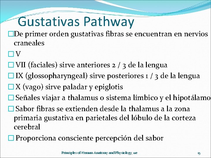 Gustativas Pathway �De primer orden gustativas fibras se encuentran en nervios craneales �V �