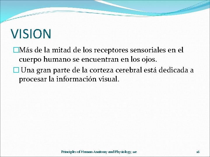 VISION �Más de la mitad de los receptores sensoriales en el cuerpo humano se