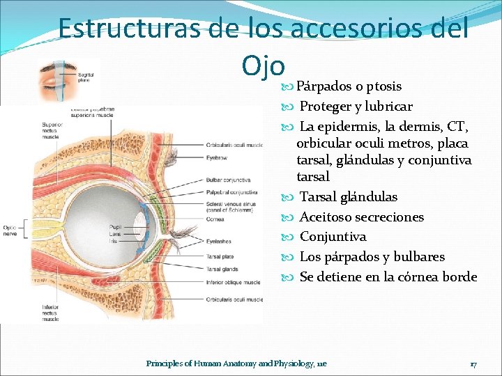 Estructuras de los accesorios del Ojo Párpados o ptosis Proteger y lubricar La epidermis,