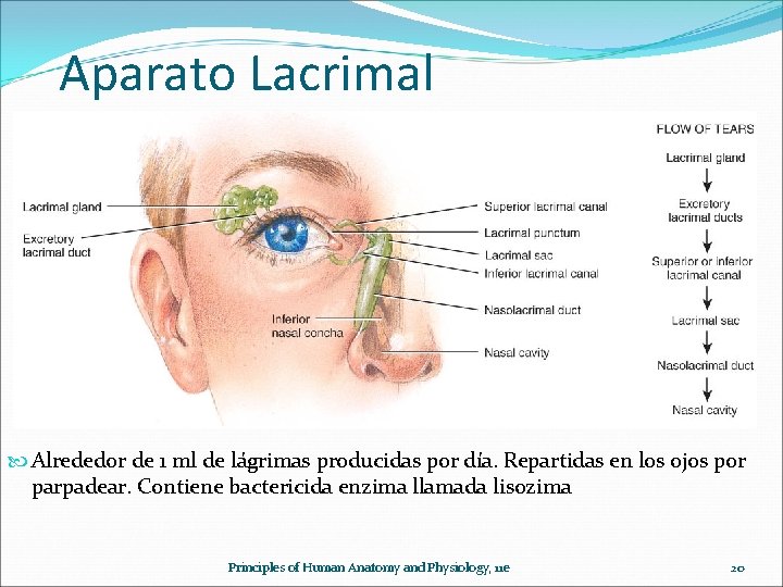 Aparato Lacrimal Alrededor de 1 ml de lágrimas producidas por día. Repartidas en los