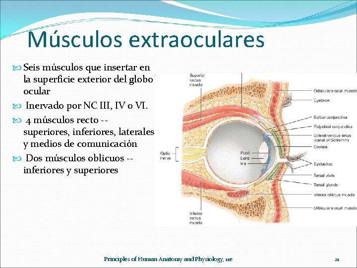Músculos extraoculares Seis músculos que insertar en la superficie exterior del globo ocular Inervado