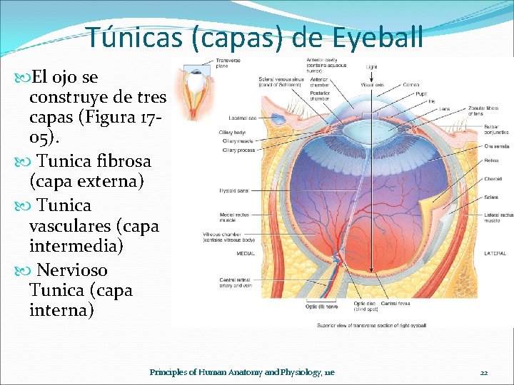 Túnicas (capas) de Eyeball El ojo se construye de tres capas (Figura 1705). Tunica