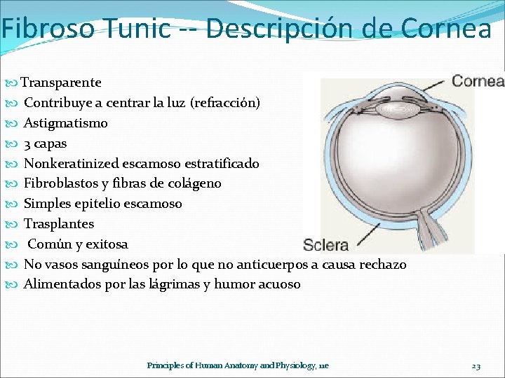 Fibroso Tunic -- Descripción de Cornea Transparente Contribuye a centrar la luz (refracción) Astigmatismo