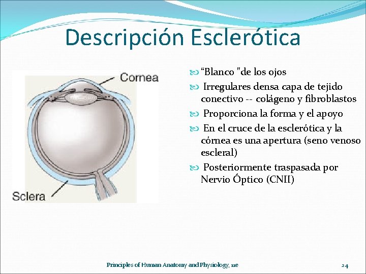 Descripción Esclerótica “Blanco "de los ojos Irregulares densa capa de tejido conectivo -- colágeno