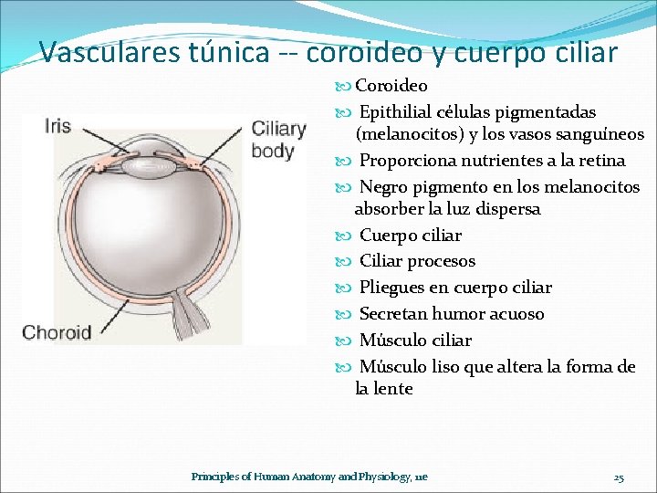 Vasculares túnica -- coroideo y cuerpo ciliar Coroideo Epithilial células pigmentadas (melanocitos) y los