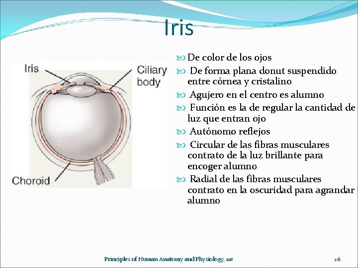 Iris De color de los ojos De forma plana donut suspendido entre córnea y