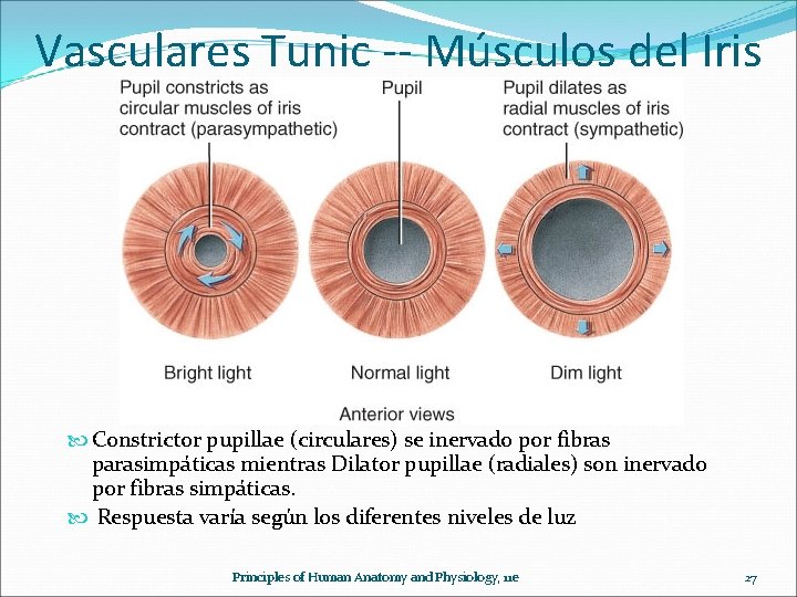 Vasculares Tunic -- Músculos del Iris Constrictor pupillae (circulares) se inervado por fibras parasimpáticas