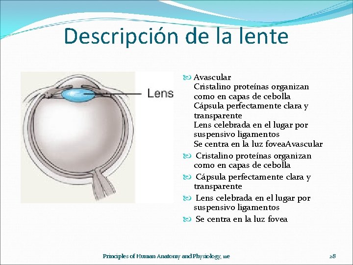 Descripción de la lente Avascular Cristalino proteínas organizan como en capas de cebolla Cápsula