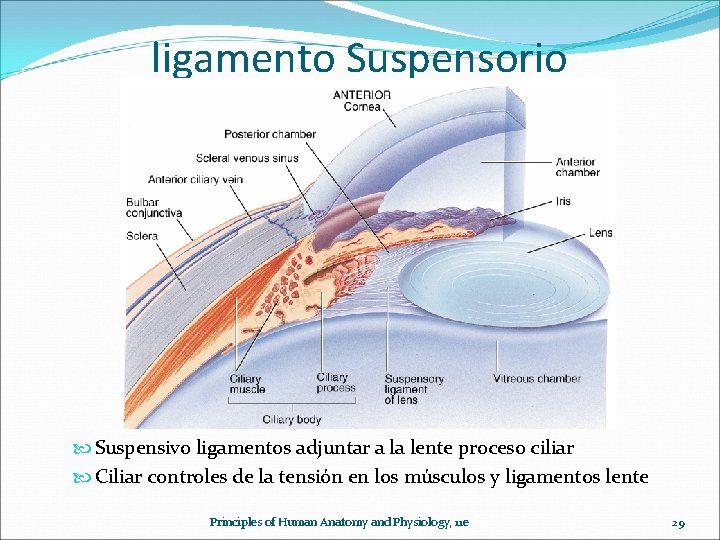 ligamento Suspensorio Suspensivo ligamentos adjuntar a la lente proceso ciliar Ciliar controles de la