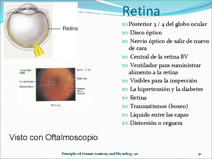 Retina Posterior 3 / 4 del globo ocular Disco óptico Nervio óptico de salir