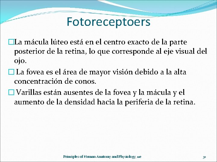 Fotoreceptoers �La mácula lúteo está en el centro exacto de la parte posterior de