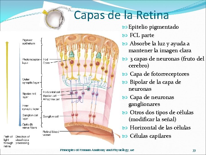 Capas de la Retina Epitelio pigmentado FCL parte Absorbe la luz y ayuda a