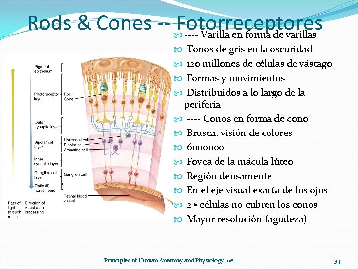 Rods & Cones -- Fotorreceptores ---- Varilla en forma de varillas Tonos de gris