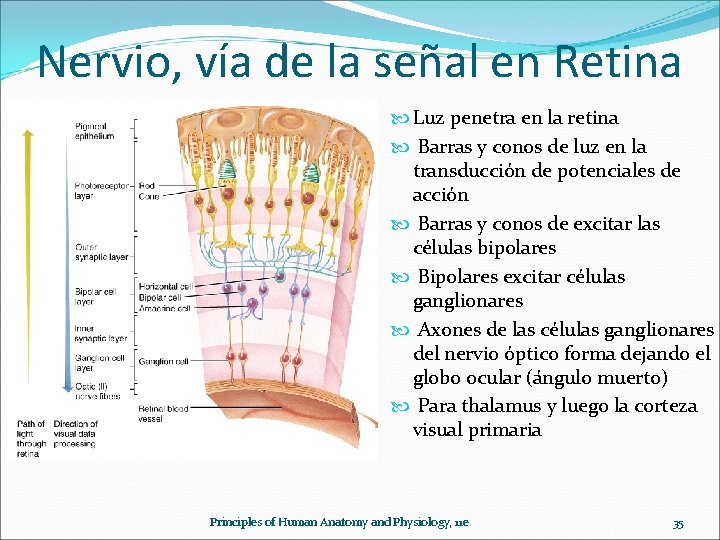 Nervio, vía de la señal en Retina Luz penetra en la retina Barras y