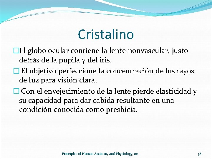 Cristalino �El globo ocular contiene la lente nonvascular, justo detrás de la pupila y