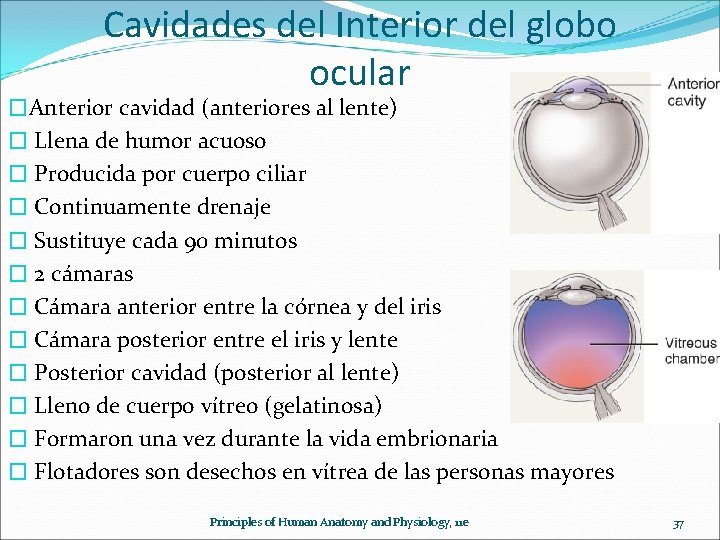 Cavidades del Interior del globo ocular �Anterior cavidad (anteriores al lente) � Llena de