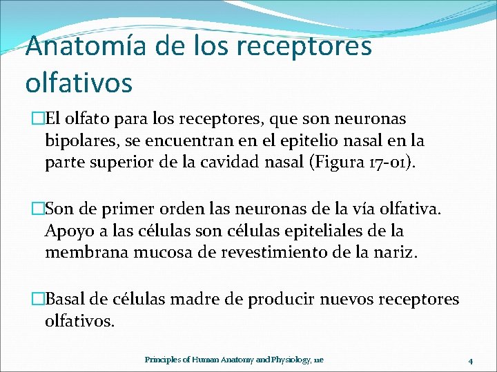 Anatomía de los receptores olfativos �El olfato para los receptores, que son neuronas bipolares,