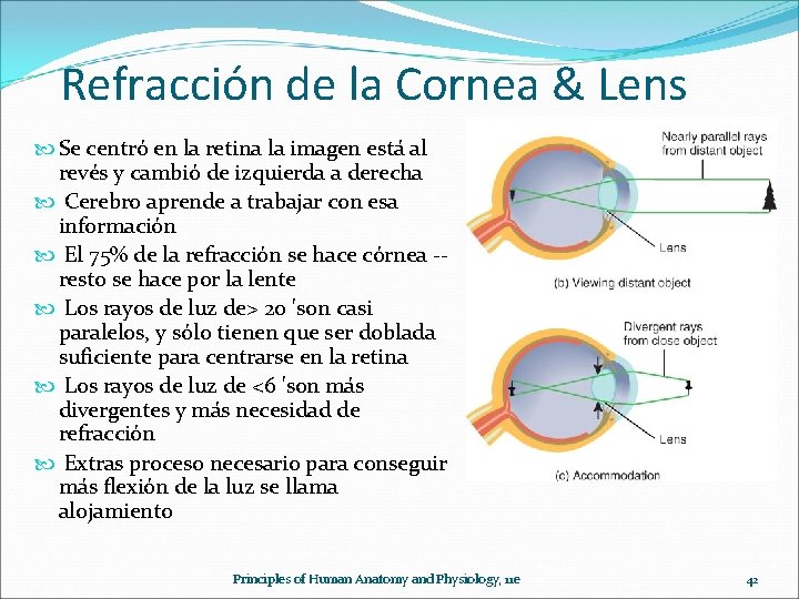 Refracción de la Cornea & Lens Se centró en la retina la imagen está