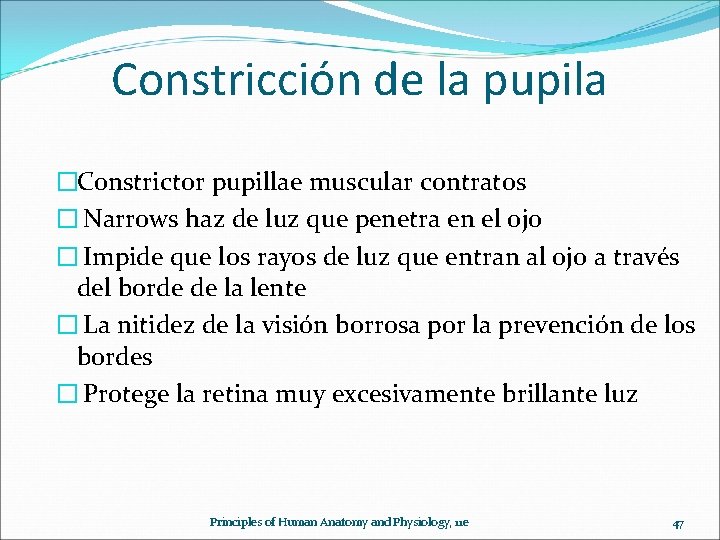 Constricción de la pupila �Constrictor pupillae muscular contratos � Narrows haz de luz que