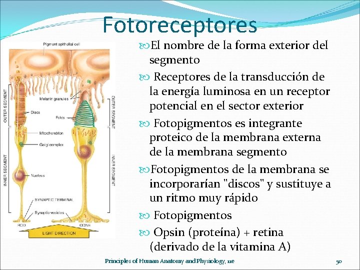 Fotoreceptores El nombre de la forma exterior del segmento Receptores de la transducción de