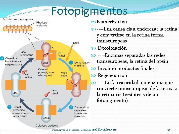 Fotopigmentos Isomerización ----Luz causa cis a enderezar la retina y convertirse en la retina