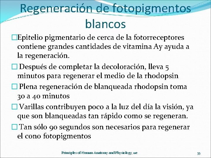 Regeneración de fotopigmentos blancos �Epitelio pigmentario de cerca de la fotorreceptores contiene grandes cantidades