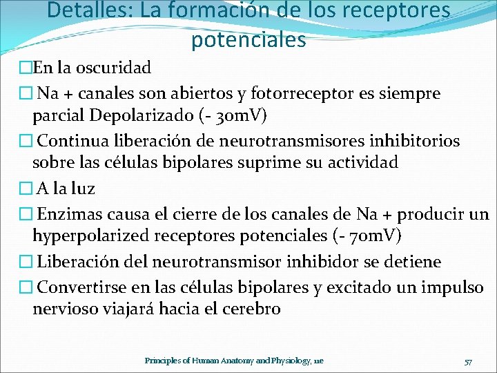 Detalles: La formación de los receptores potenciales �En la oscuridad � Na + canales