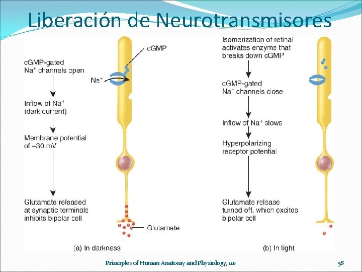 Liberación de Neurotransmisores Principles of Human Anatomy and Physiology, 11 e 58 