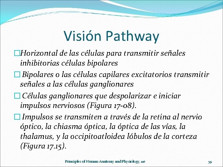 Visión Pathway �Horizontal de las células para transmitir señales inhibitorias células bipolares � Bipolares