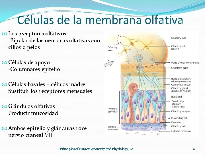 Células de la membrana olfativa Los receptores olfativos -Bipolar de las neuronas olfativas con
