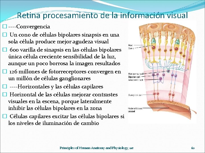 Retina procesamiento de la información visual � ----Convergencia � Un cono de células bipolares