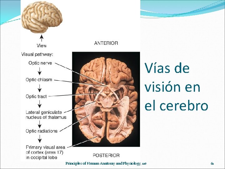 Vías de visión en el cerebro Principles of Human Anatomy and Physiology, 11 e