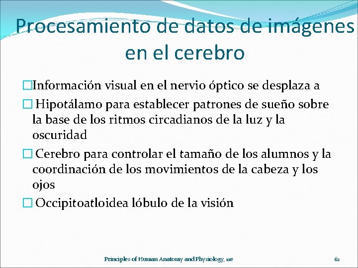 Procesamiento de datos de imágenes en el cerebro �Información visual en el nervio óptico
