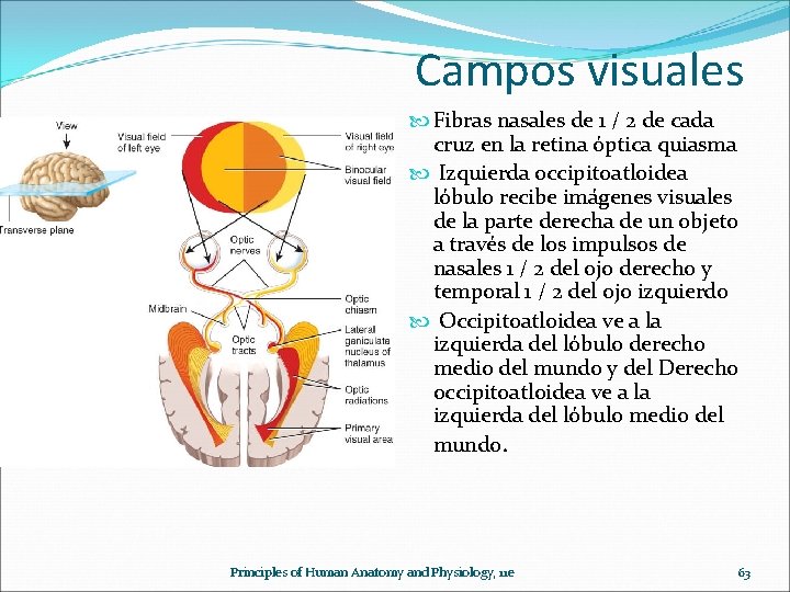 Campos visuales Fibras nasales de 1 / 2 de cada cruz en la retina