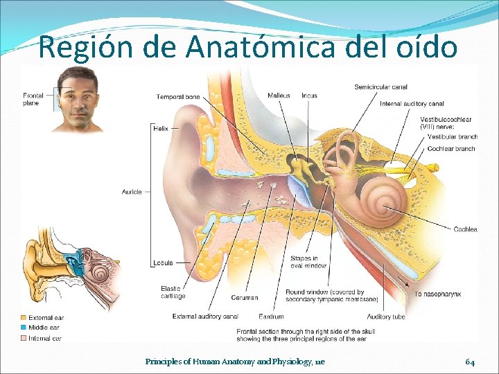 Región de Anatómica del oído Principles of Human Anatomy and Physiology, 11 e 64