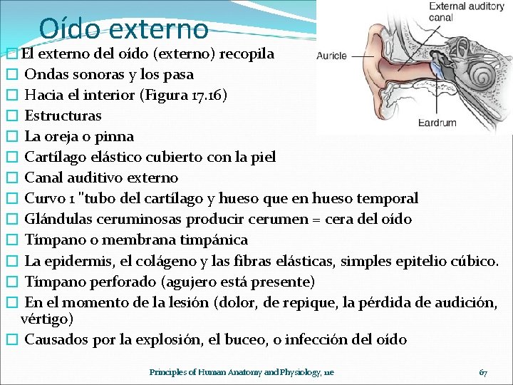 Oído externo �El externo del oído (externo) recopila � Ondas sonoras y los pasa