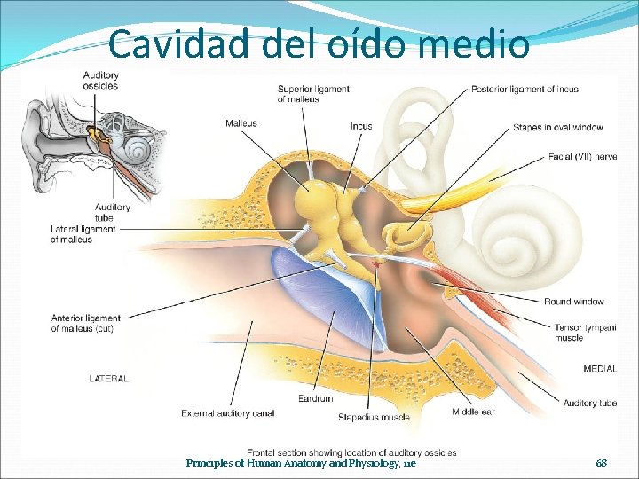 Cavidad del oído medio Principles of Human Anatomy and Physiology, 11 e 68 
