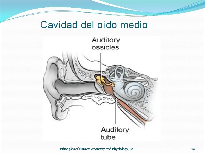 Cavidad del oído medio Principles of Human Anatomy and Physiology, 11 e 70 