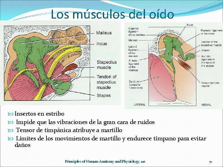 Los músculos del oído Insertos en estribo Impide que las vibraciones de la gran